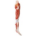 MUSCLES OF LEG WITH MAIN VESSELS & NERVES (SOFT)
